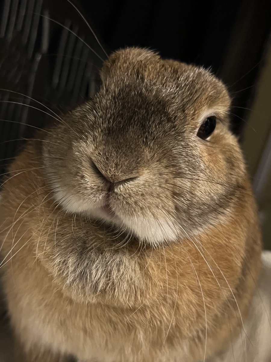 Archange_BRAND's tweet photo. 娘🐰の写真をAIでクリスマスっぽく合成したら、めちゃくちゃ可愛くなった。🥰🥰🥰
Grokよ、なかなか優秀であるぞ。😇😇😇

#うさぎ #ネザーランドドワーフ
#クリスマス https://t.co/Y6cy8lbshr