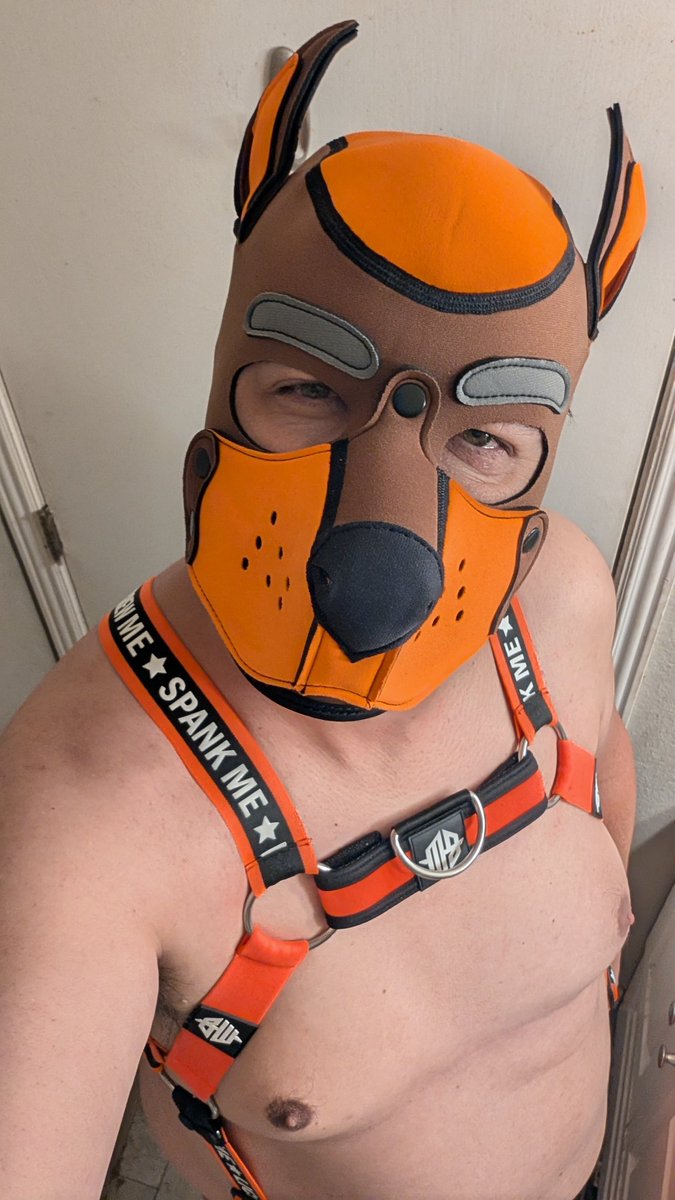 PupDriver's tweet image. Loving the look of my @breedwellgear harness (yes, I know the chest strap is upside down) with my new hood.

As Driver, I am a #ServiceTop and I take being easily "handled" very seriously. 🐕‍🦺