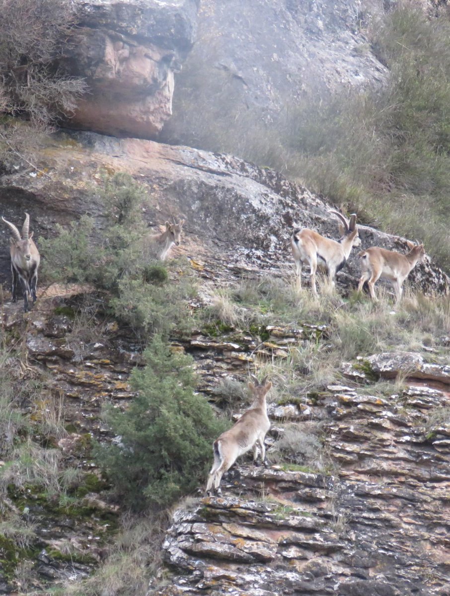 RILLO de GALLO tweet media