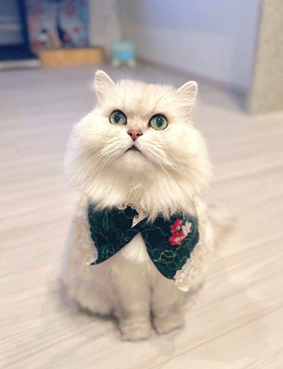 🌃夜は寒いから1枚羽織るにゃ🎄