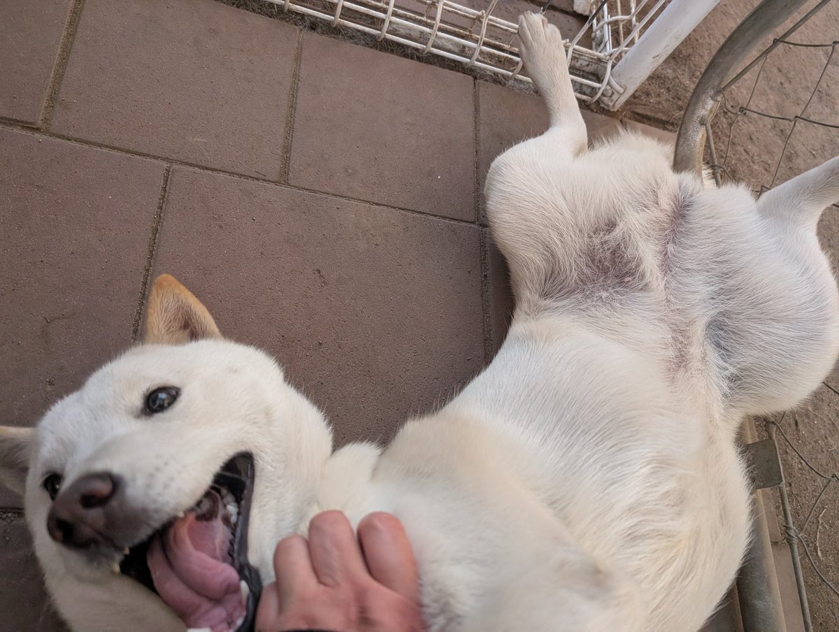 北海道犬 みっちゃん (@HdnOYpsK34Hd9gB) / Posts / X
