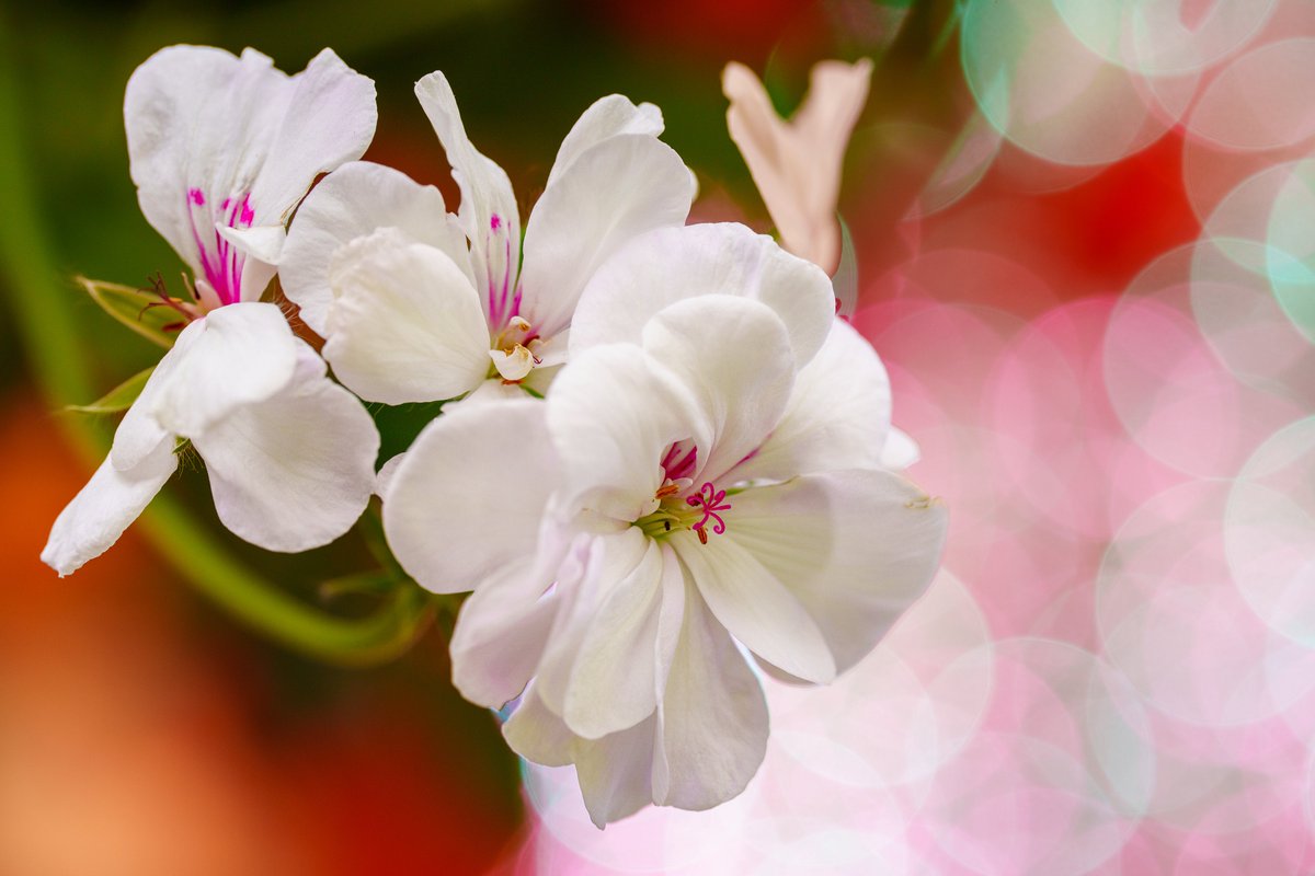 アルファホビー部 AlphaHobbyClub Community on X - 746 Members