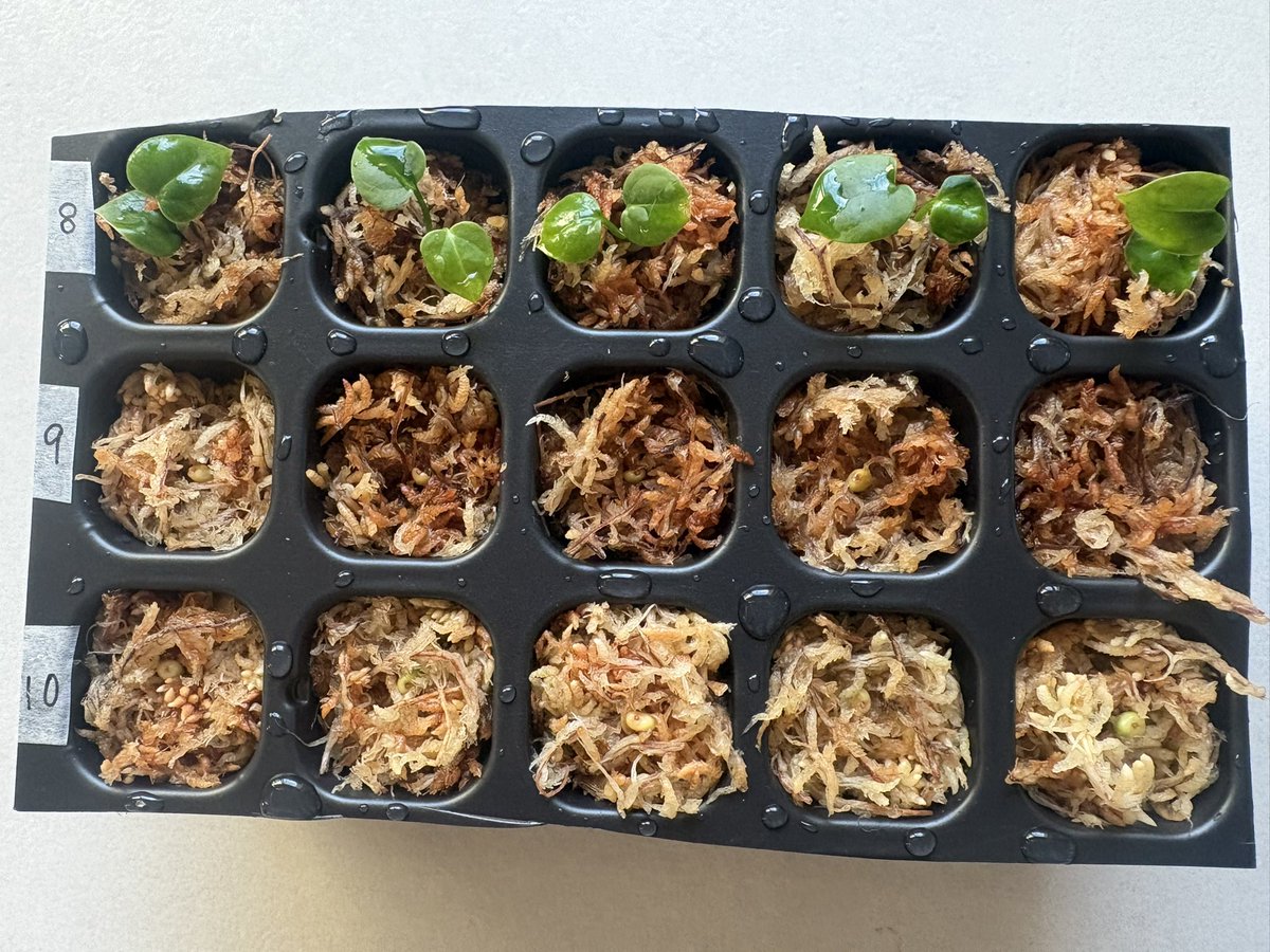 saki0322's tweet photo. #ホリスリウム の新メンバーを植え付け。
またまた種からスタート!
小さい芽って可愛いのよ🥰💕
ホリックさん @PlantsH58991 大切に育てます🍀*゜貴重な機会をありがとうございます🙏
⑧⑨⑩は黒い系のアンスの可能性もあるのかな(っ ॑꒳ ॑c)ワクワク
#PH8 #PH9 #PH10 https://t.co/BeCX2peo08