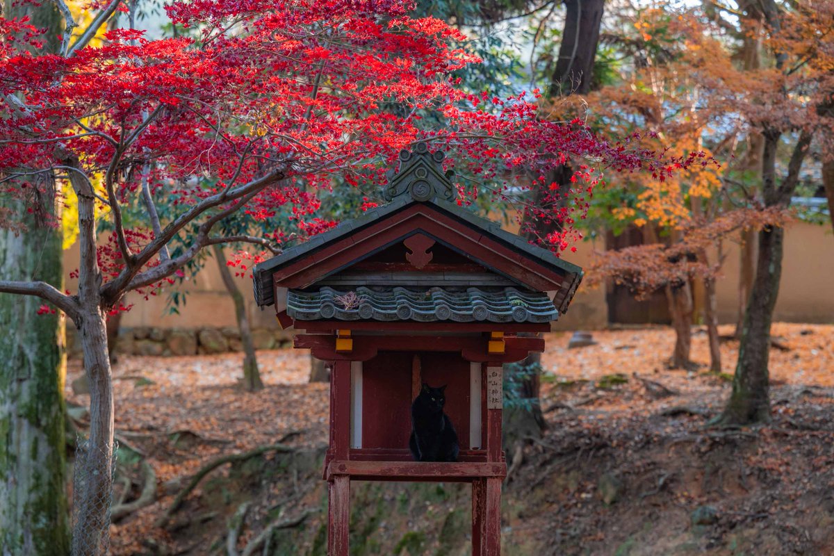 写真家 へたっぴ写真家 (@v0_0v______mk) / Posts / X