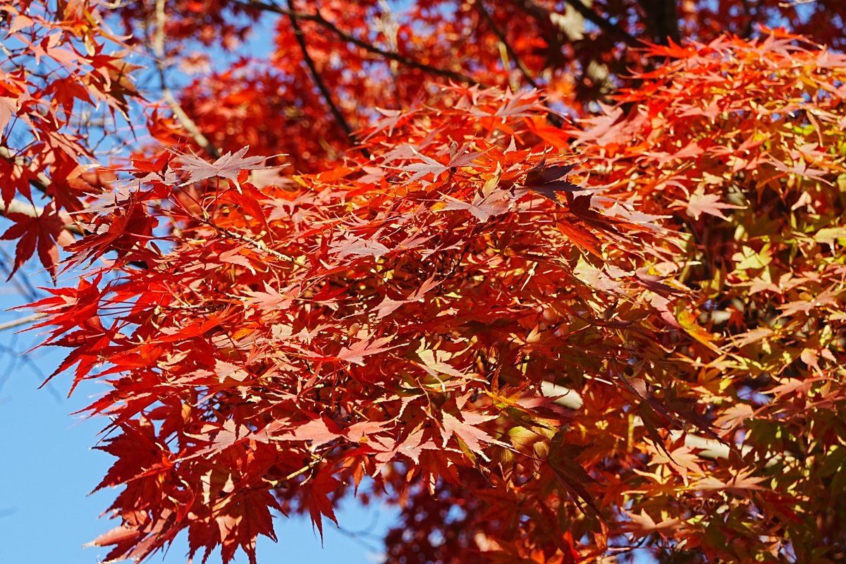 Wei_Syu's tweet photo. 紅葉 https://t.co/sNGwyKWhRw