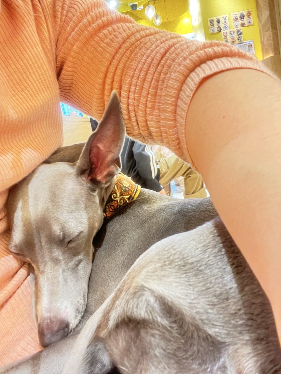 EleanorTwine's tweet photo. 最近触れ合った可愛い子ちゃんたち(*ﾟ∀ﾟ*) https://t.co/MpHrnVOR4P