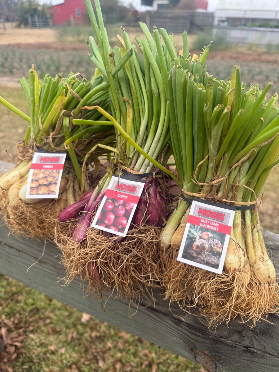 It’s onion planting season for Zones 8–10.
Early planting = sweeter bulbs + bigger yields. 🧅🔥 #growhoss #gardening
