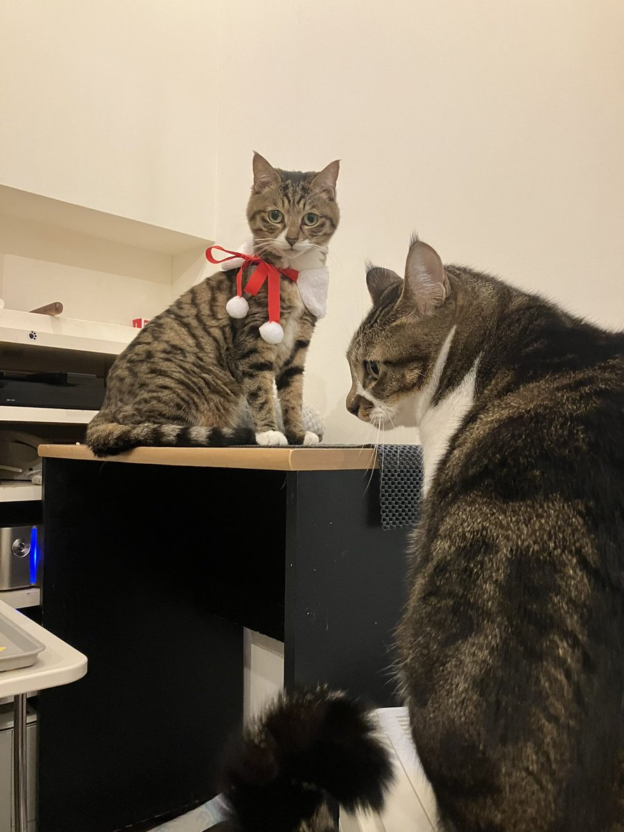 猫カフェ猫茶家☆日曜日のみ営業 (@nekochaya) / Posts / X