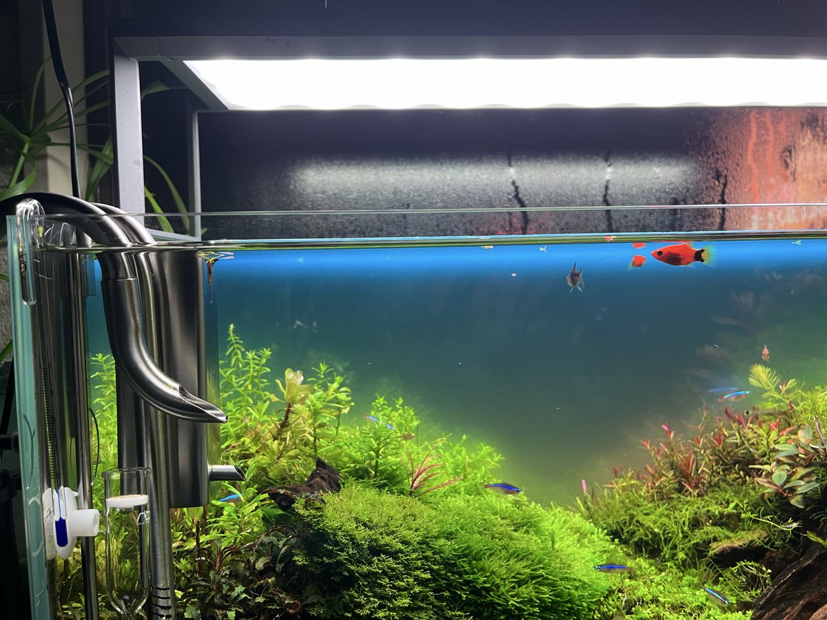 AquariumTime tweet media