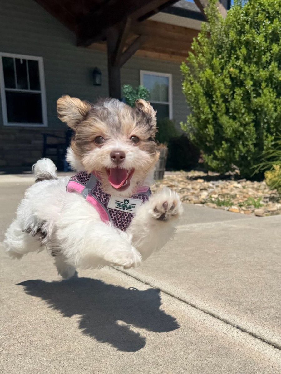 everything dogs 🐶 (@everythingdogss) on Twitter photo 