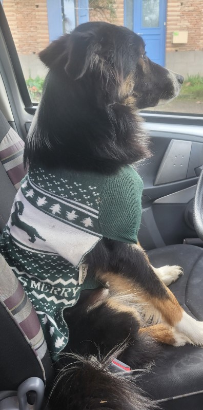 08.12.25 Trouvée chienne Border tricolore à Rabastens. Contact : facebook.com/paula.prt/ #Tarn #chien