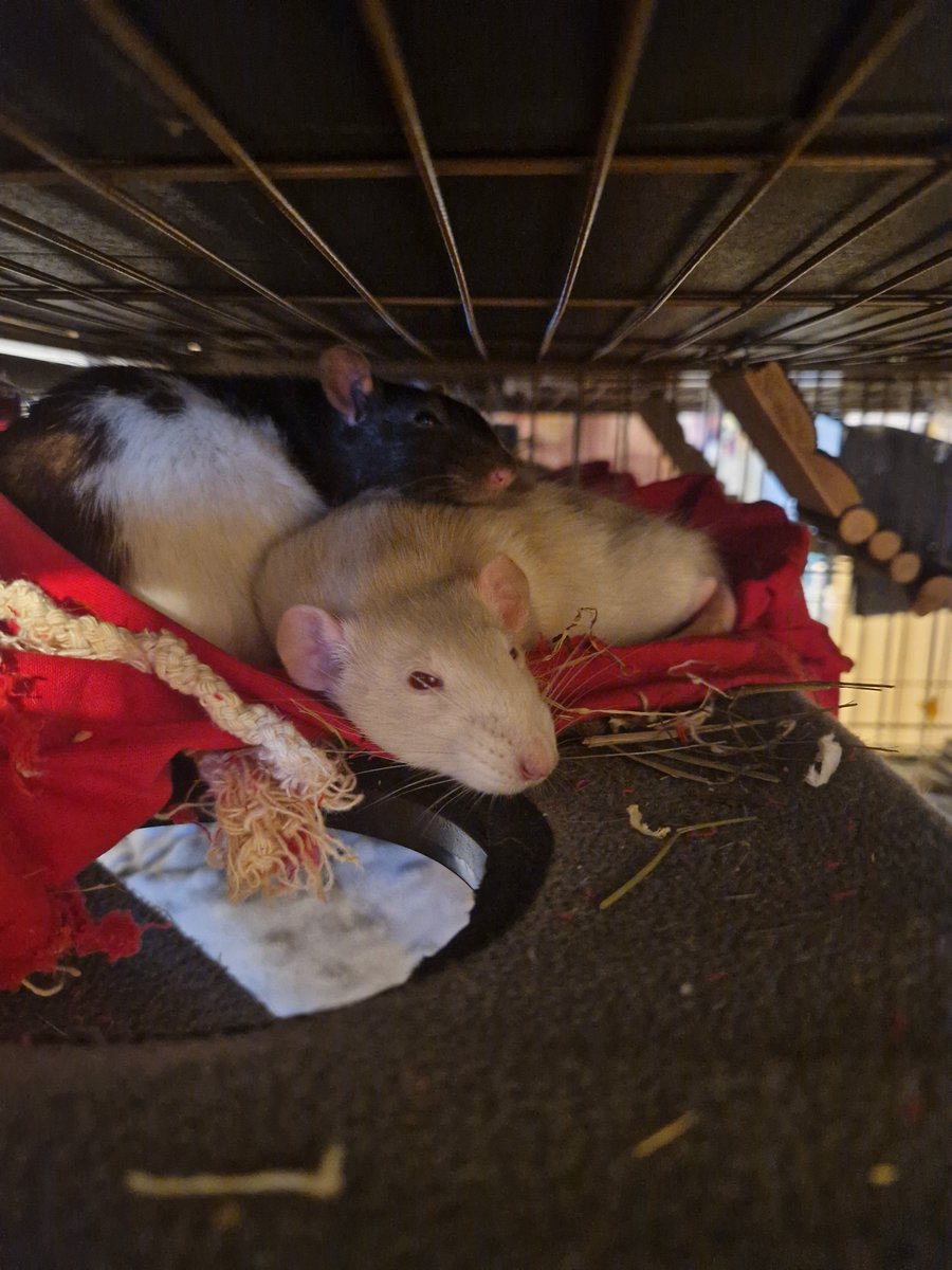 timely Arachatora tweet media