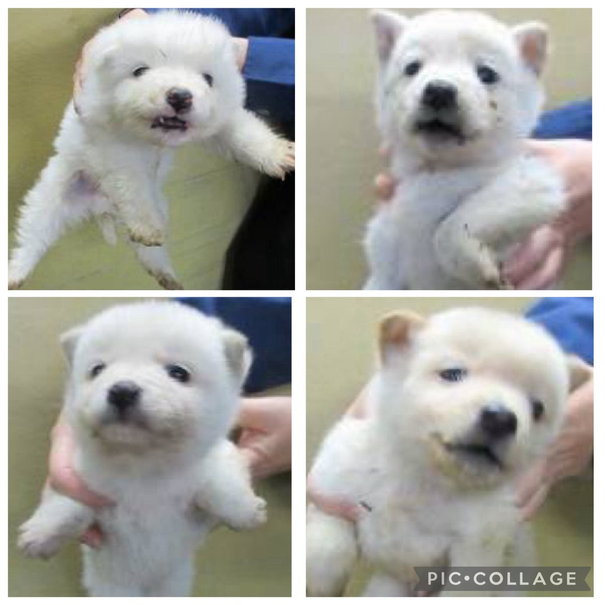NoCulling's tweet photo. 🟦香川県中讃保健所収容情報🟦
管理番号2530480〜3
生後1〜2か月の子犬4兄弟が保護されました💧
穢れを知らない純真で無垢な4兄弟…
この世界の残酷さをまだ何ひとつ知らない小さな命です…それだけにこの現実があまりに悲しい😢
どうかこの子達に「生きる」未来を…🙏

掲載期限 12月10日 https://t.co/LWV8gWXgWk