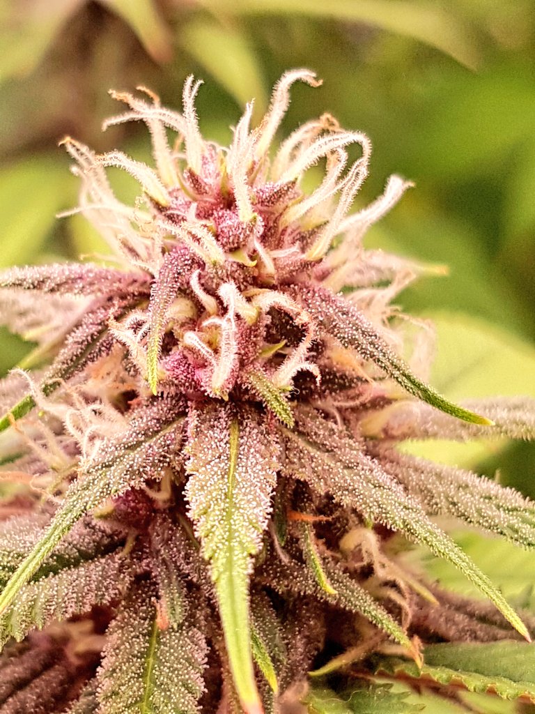 Purple caper Seeds forbiden skunk photo period cannabis 
Beautiful genetics purple and pics buds oozing in trichomes.
I'm always grateful for all the love and support 
Thank you 
#purplecaperseeds <a href="/PurpleCaper/">Purple Caper Seeds</a>