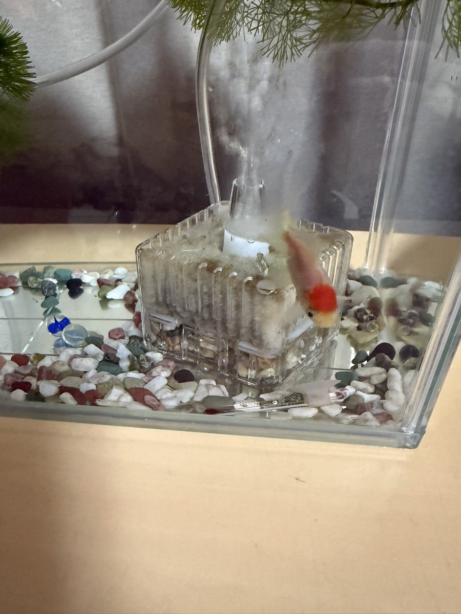 金魚鉢から水が飛び出たくらいです。大丈夫です🫡