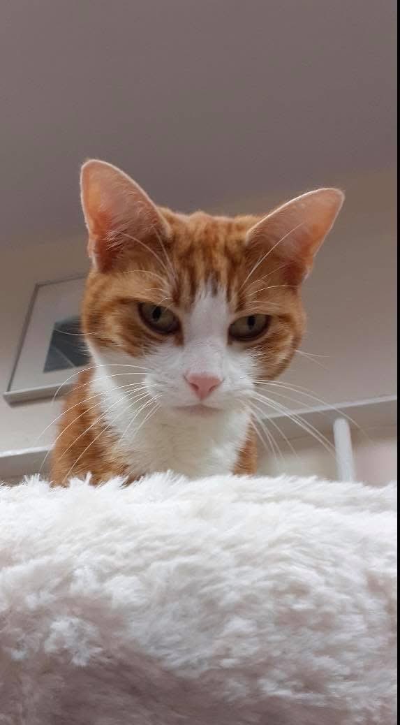 The look of pure disapproval when you hear the kettle go on and no one has consulted the resident Tangerine Tea Boy…

And since you’re already in the kitchen, perhaps you’d kindly pass the treatos to ease the emotional turmoil I’m clearly experiencing?