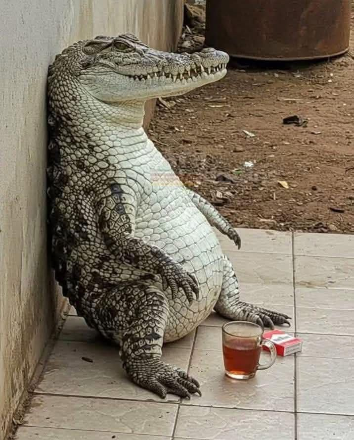 Buon giorno galerinha linda 😁
Como tá vcs hoje e mimiram bem???
Meu jacaré tá assim oq vcs acham que pode ser???