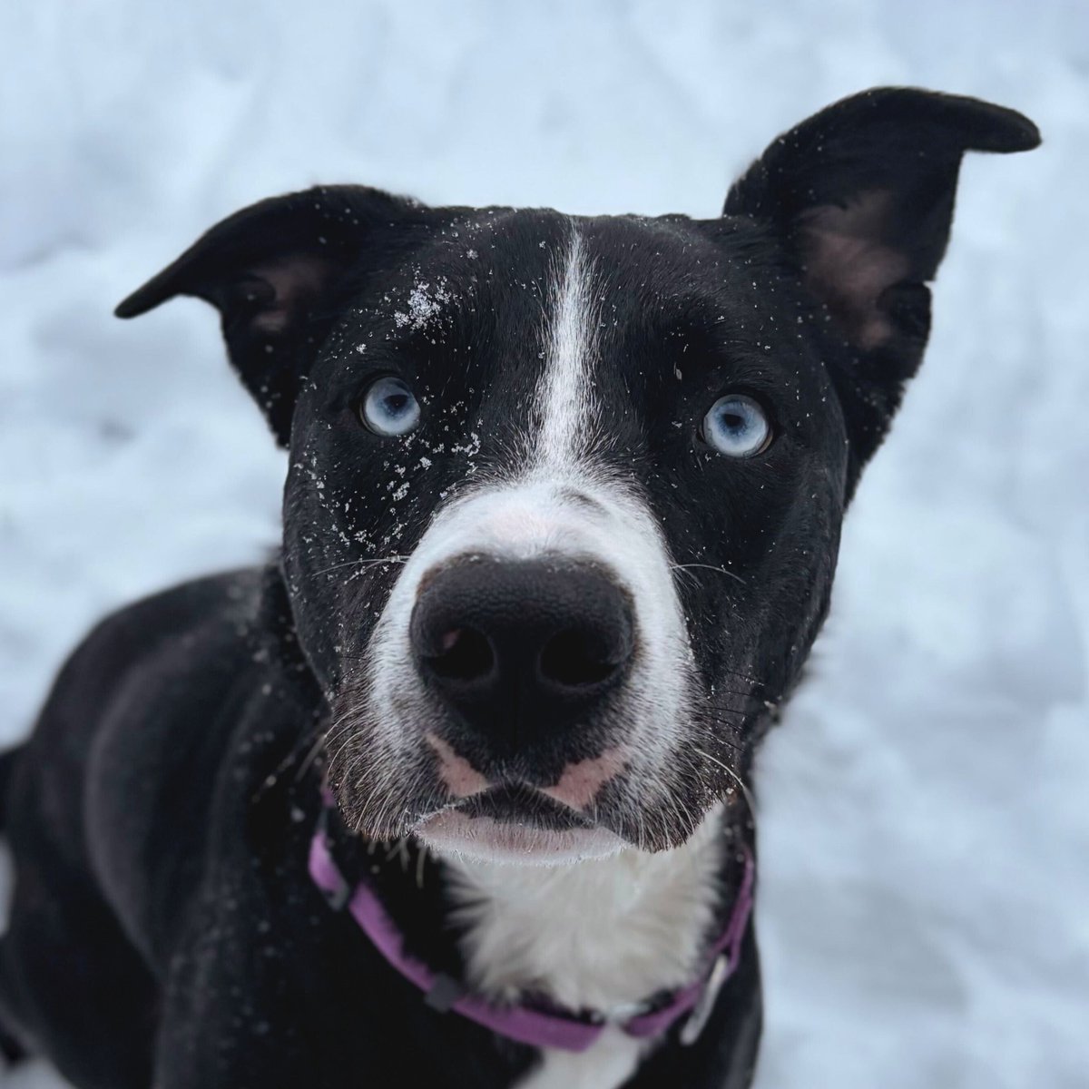 HumaneSocietyJeffCty tweet media