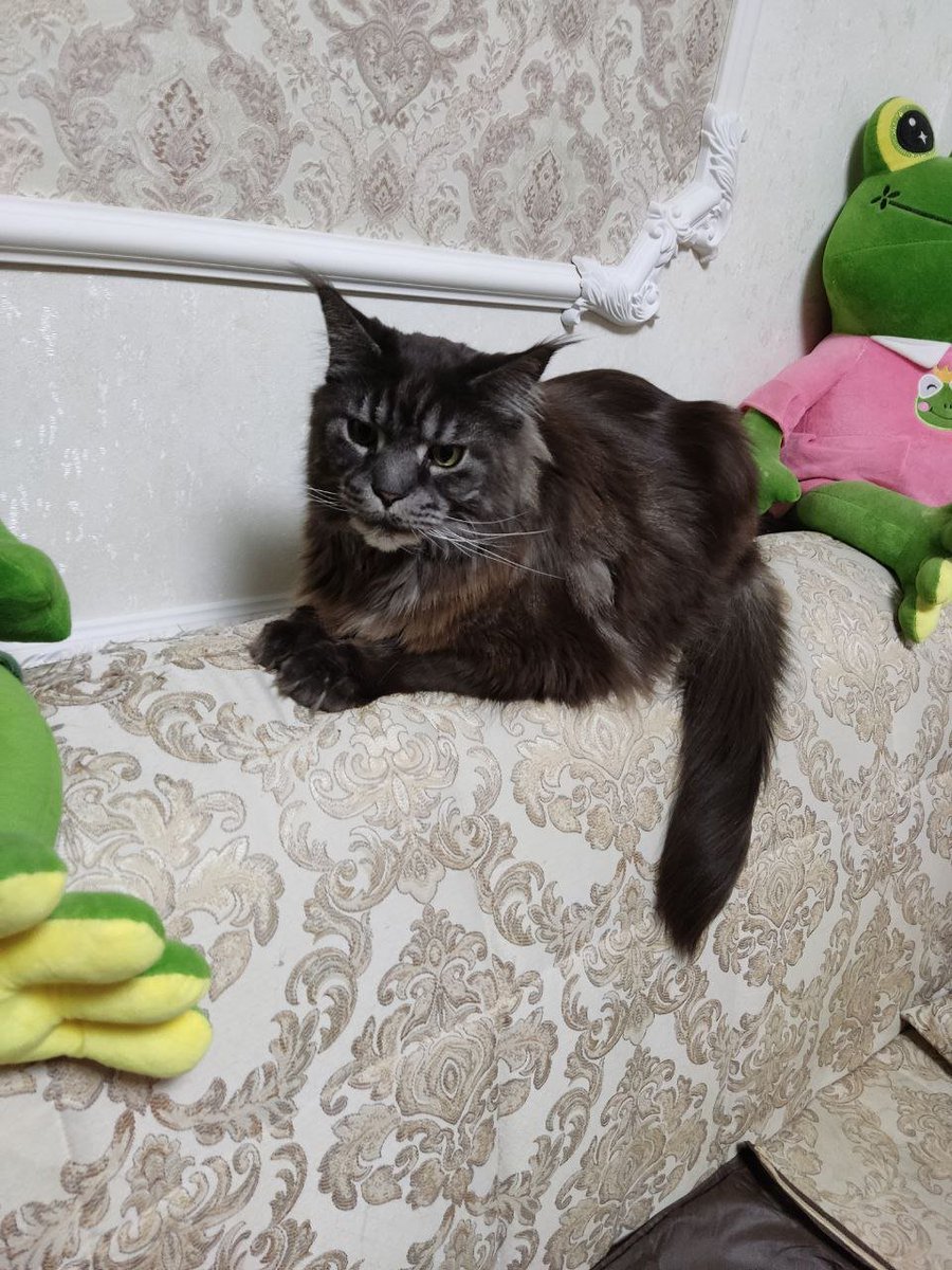 AkaiMoku's tweet photo. к сожалению, сегодня не стало нашего младшенького Васи. я уже проревелась (не уверена, что полностью), поэтому пишу этот пост не сколько из грусти, а сколько от того, что хочу показать какой он прелестный был(
Несмотря на свой грозный вид, он был настоящим добряком https://t.co/stSIXWSwV1