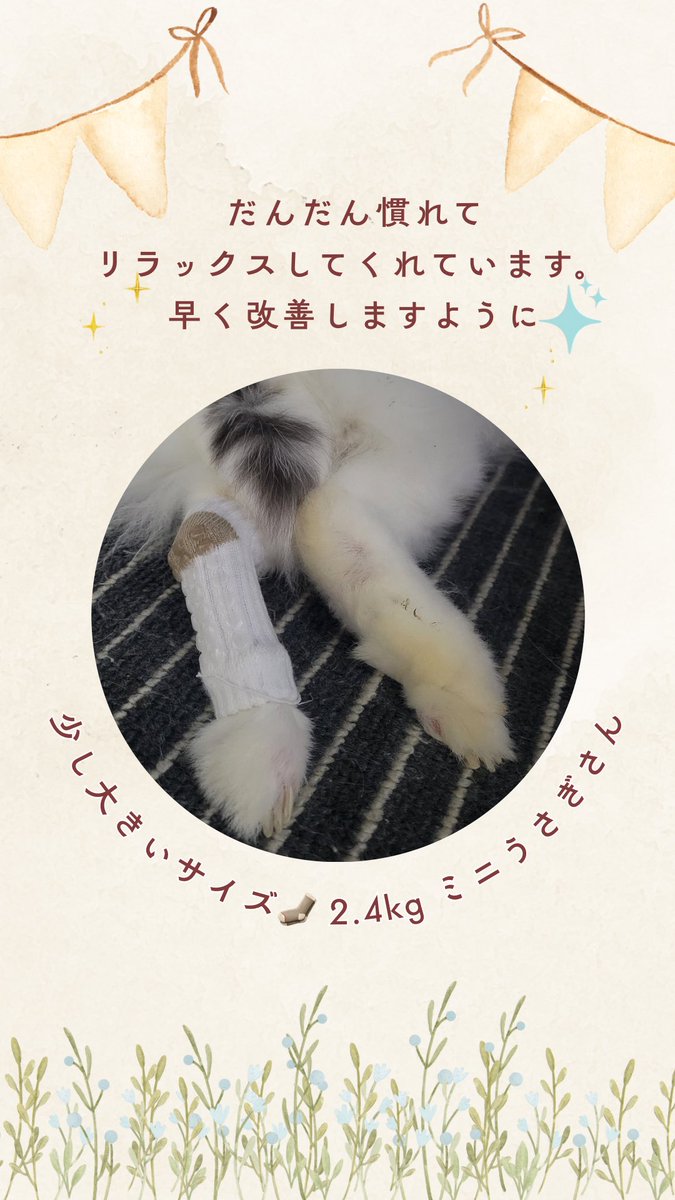 2.4kgのミニうさぎさん。長さも丁度よくゴロンしてくださいました🧦#うさぎのたからもの