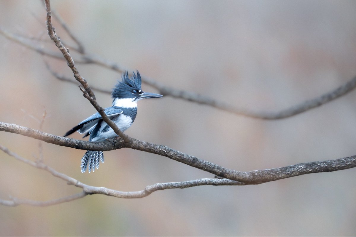 grant9966's tweet photo. finally saw the belted kingfisher for the first time. Unfortunately he wasn’t in a mood for seafood.

#birdcpp https://t.co/aENvX0qnLA