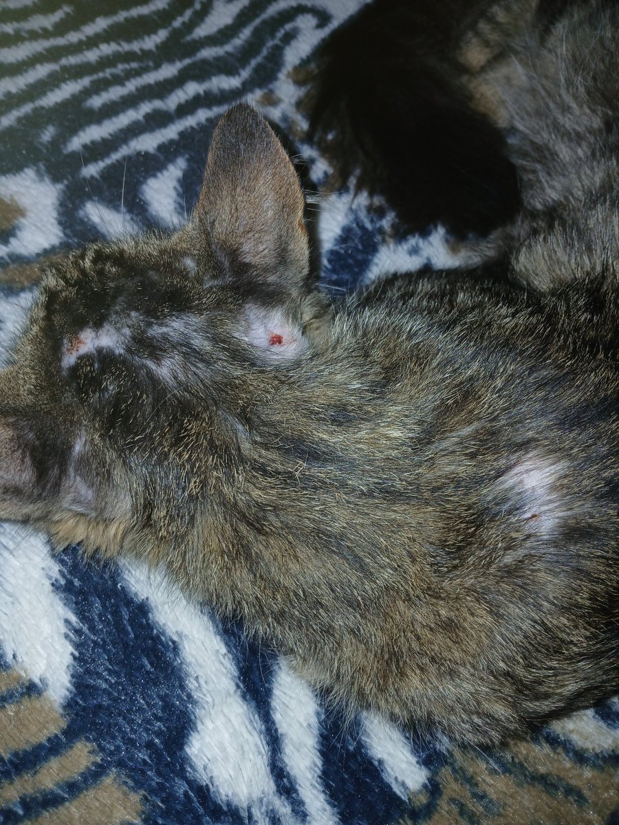 Hola, vengo con un pequeño llamado de ayuda. Este es Yasu, mi amiguito, y está teniendo un problema en el cuerpo: está perdiendo mucho pelo y se nota que está lastimado. No me está alcanzando la plata para llevarlo al veterinario porque también tengo otro drama. +