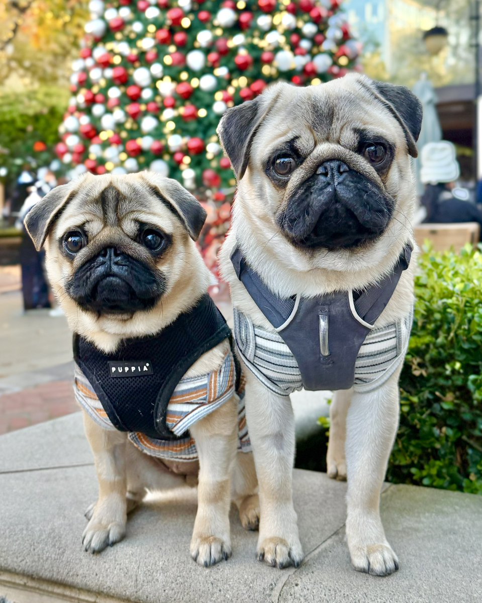 MinnieMaxPugs's tweet image. We're super excited for our first Christmas! There's a tree similar to this one in the house and we're still figuring out why. (Need to keep Milo from peeing on that one, I guess.)🎄🧡🖤 
#Confused #LifeOnTheRow #pug #puppies