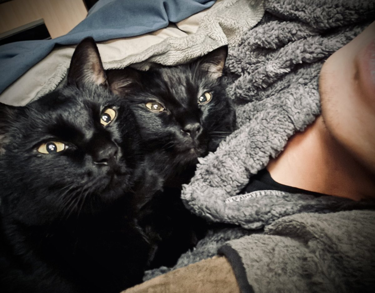 BLUE ROSE KIYO tweet media