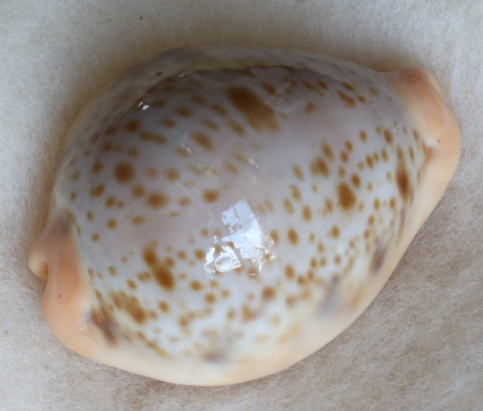 アサヤケダカラ といいます(^O^) #貝 #貝殻 #標本 #コレクション