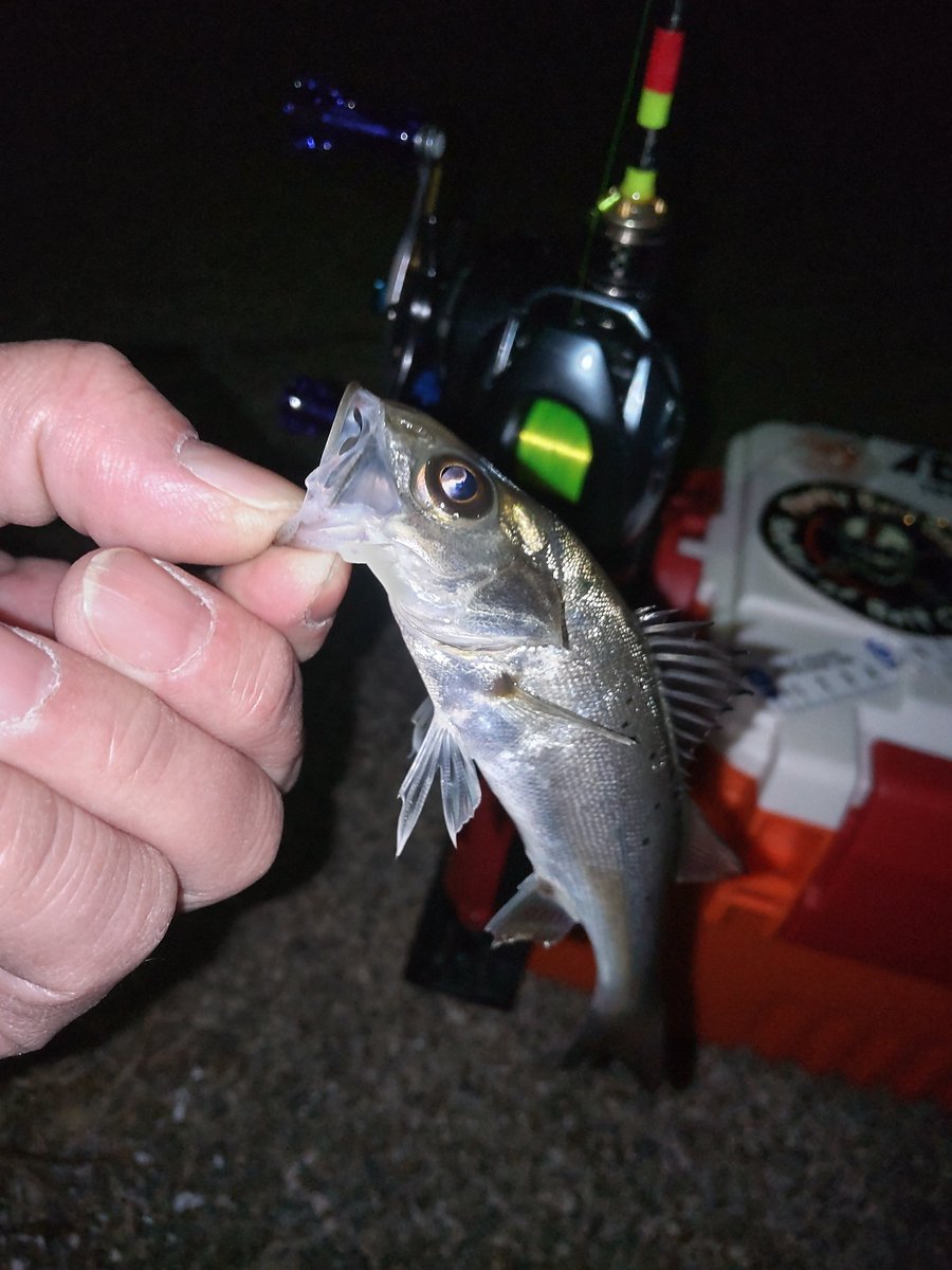 hanimal46's tweet image. 三河湾奥クオリティ…

#三河湾奥
#釣れたら何でも楽しい