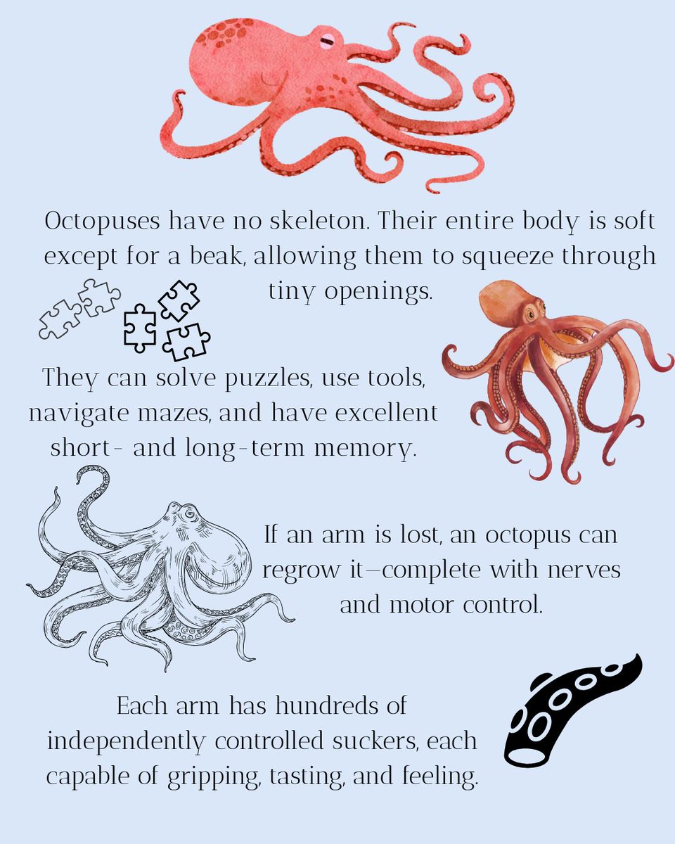 diveSSI's tweet image. Masters of disguise and ocean intelligence… 🐙✨
Octopuses can change color, solve puzzles, and escape almost anything! Which superpower amazes you most? 👇

#Octopus #MarineLifeMonday #marinelife #wearessi #ProtectOurOceans