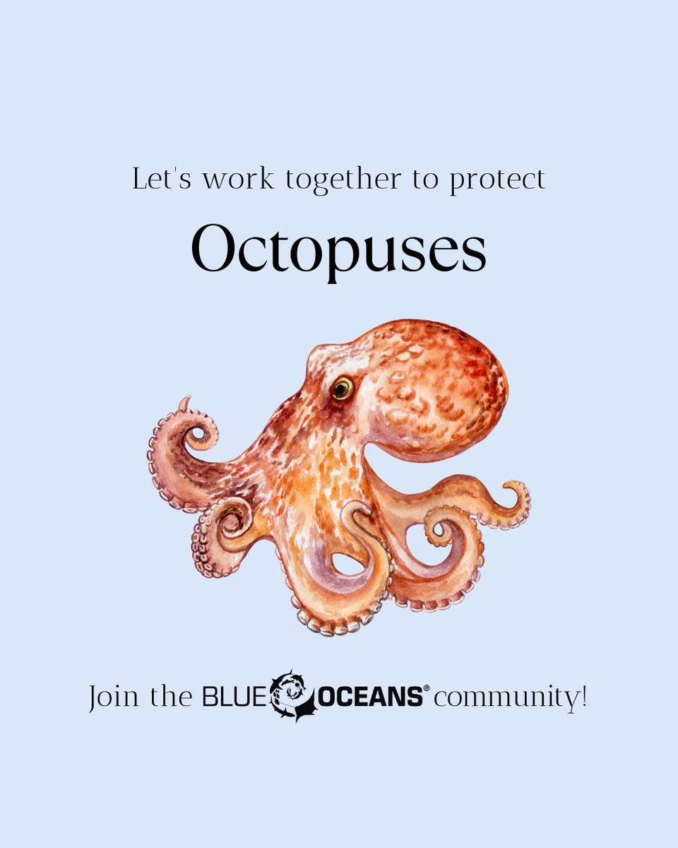 diveSSI's tweet image. Masters of disguise and ocean intelligence… 🐙✨
Octopuses can change color, solve puzzles, and escape almost anything! Which superpower amazes you most? 👇

#Octopus #MarineLifeMonday #marinelife #wearessi #ProtectOurOceans