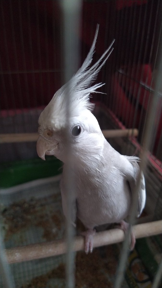 ボクはお引越し先発隊。なぜならお家はすでにあるからお家ごと移動っぴ。にゃんsは家具が位置につかないと来れないんだって。不便だね。