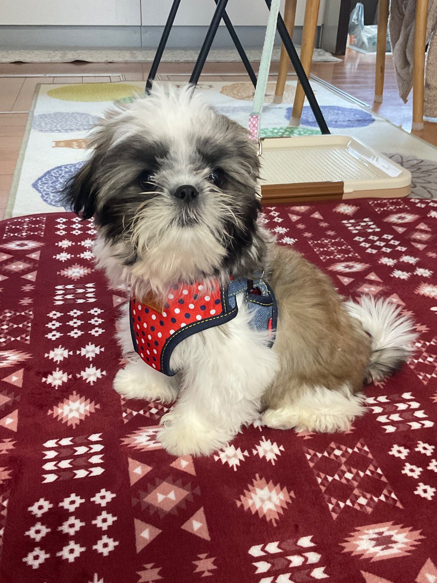 ニコちゃん飯店 (@nicochan0730) / Posts / X