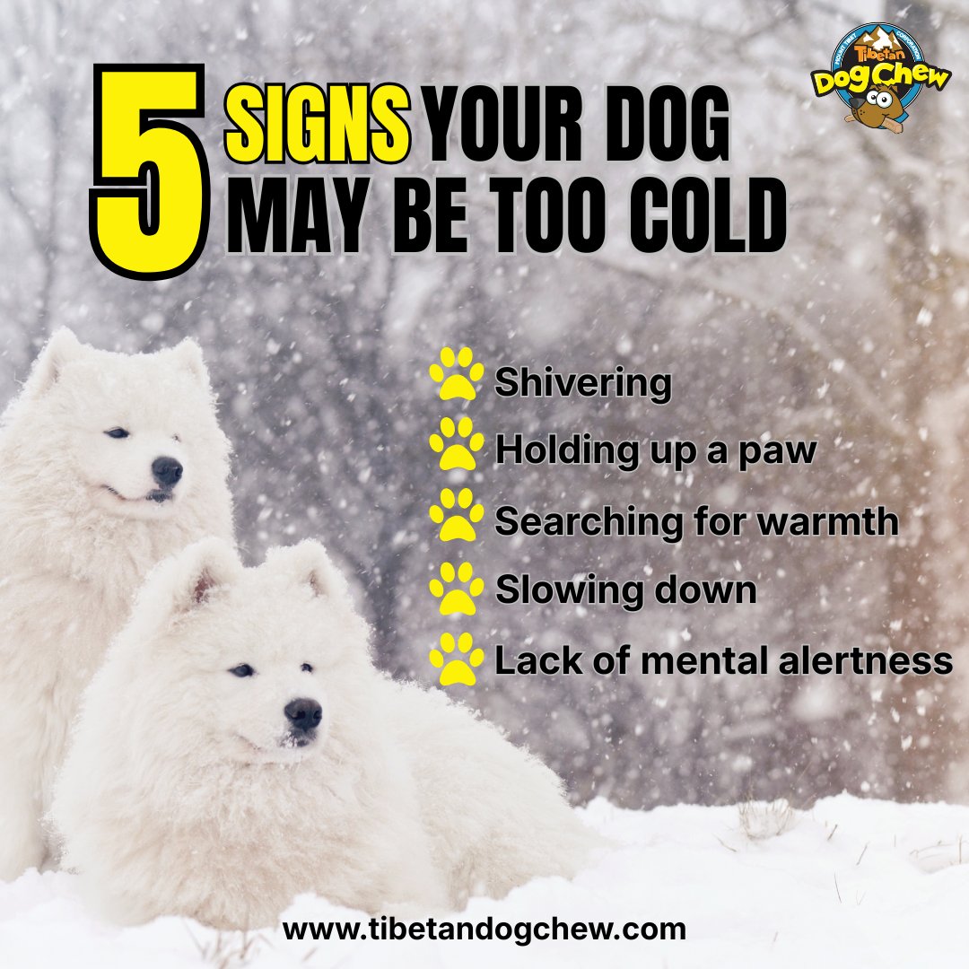dogchewtibetan's tweet image. Cold weather hits dogs harder than we think ❄️🐾 Watch out for these signs your pup might be feeling too cold — and keep them warm, safe, and comfortable this winter.
.
.
.
#ColdWeatherDogs #DogCareTips #WinterDogSafety #DogHealthMatters #PetWinterCare #DogParents #KeepDogsWarm