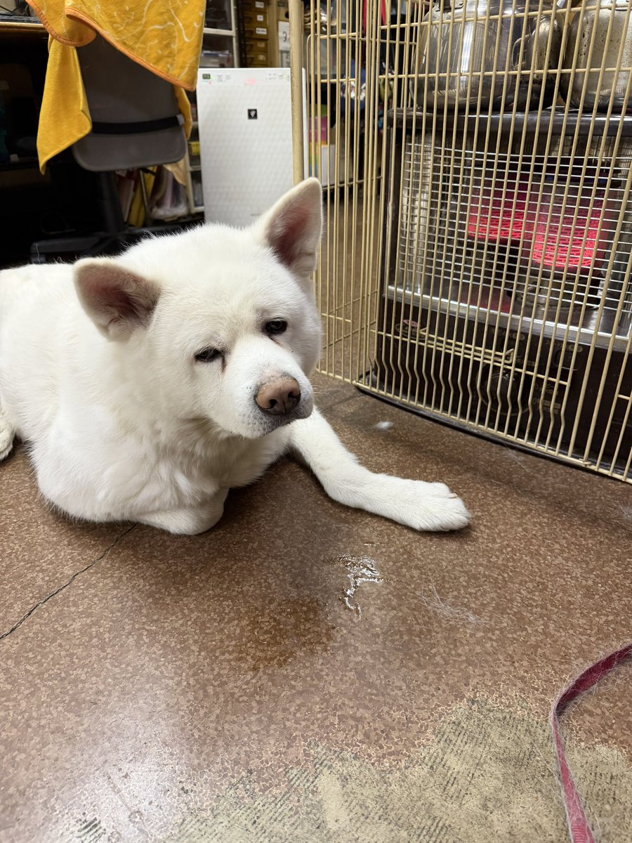 秋田犬 福 と幸綺姫 Akitainu Fuku and Koukihime (@ENqFblczHWxRRTr