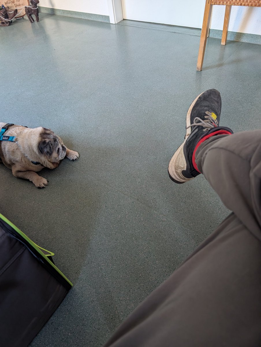 dasDoppelteM's tweet photo. #wazifubo in der Haustieredition. https://t.co/saiwpB0EwX