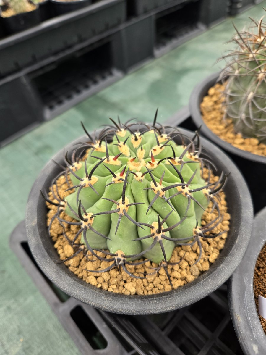 こんばんわ。Soratan.102％です😄 今回はこの2点のサボテンちゃんをご