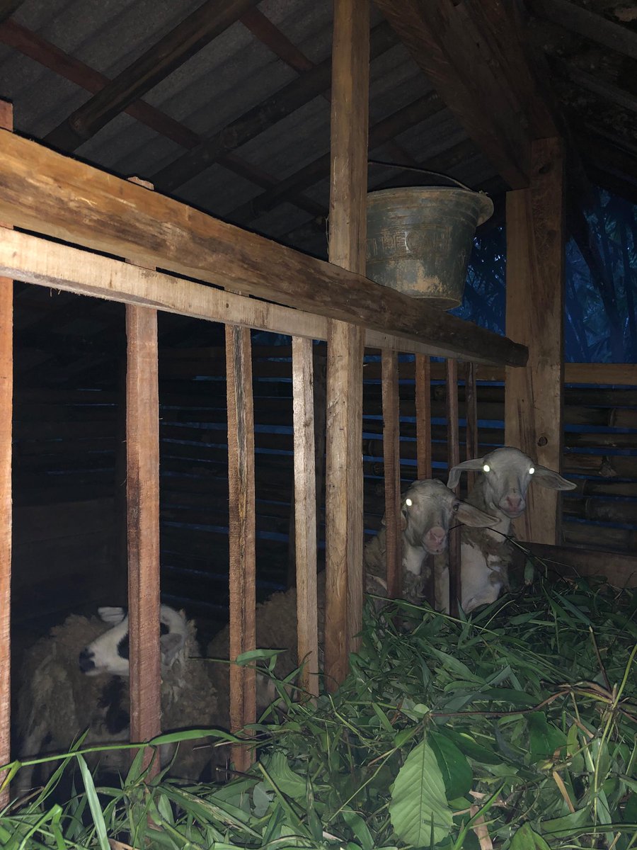 Kambing siapa.. kambing siapa, kambing siapa sekarang? 
Sekarang kambing siapa, kambing siapa sekarang? 

Wedhuzzzzz !!!
