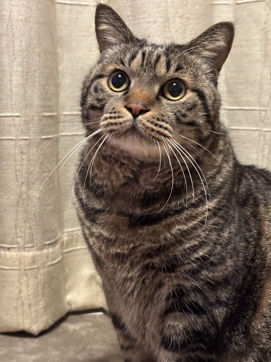 きじとら様 強奪の瞬間😼💨💨 . #キジトラ #きじとら #猫 #猫のいる暮らし #猫