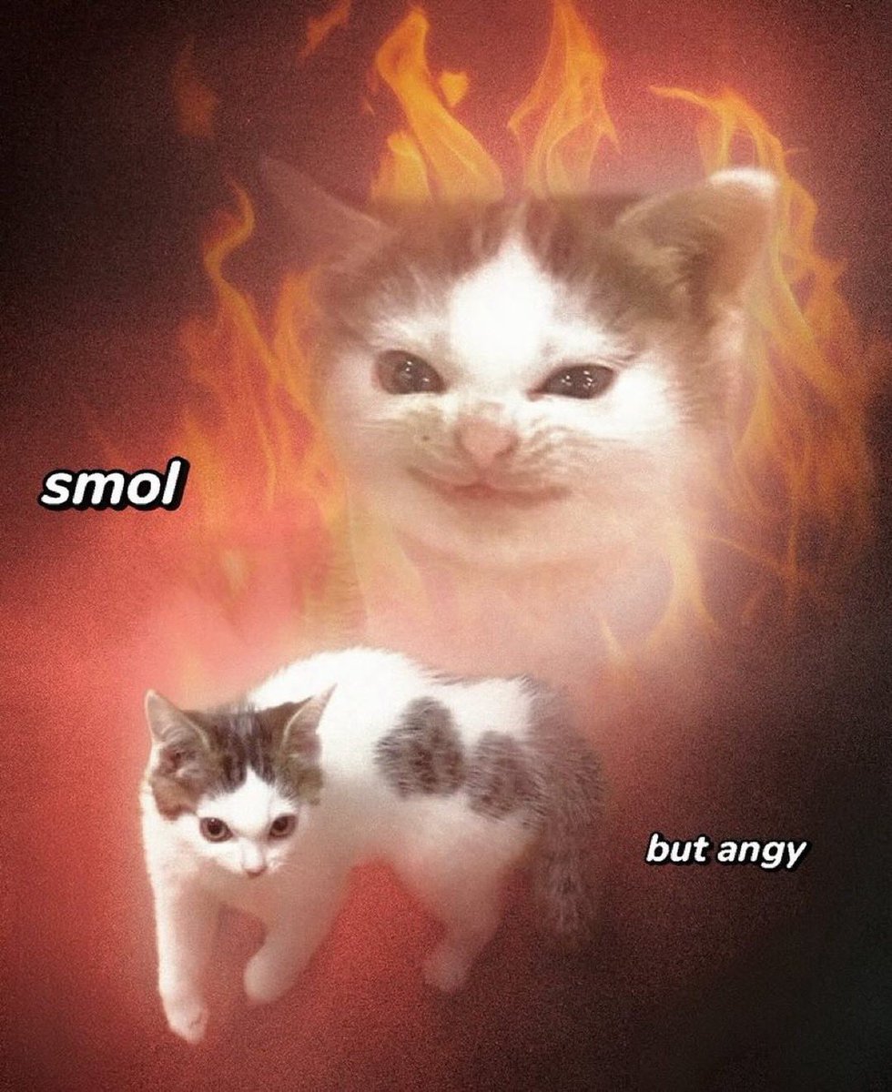 TheCatsX's tweet image. 