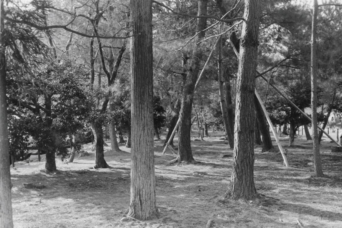 norikazu_inoue's tweet photo. 嵐山散歩_4535。
ISO100に減感。
SPD 1:1 20℃ 5分。
#kyoto
#arashiyama
#フイルム写真
#リコーエルニカf
#マリックス200
#ei100 https://t.co/mEwrn8AAkd