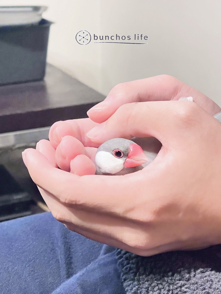 こむぎ🕊️ (@komugi_chan55) / Posts / X