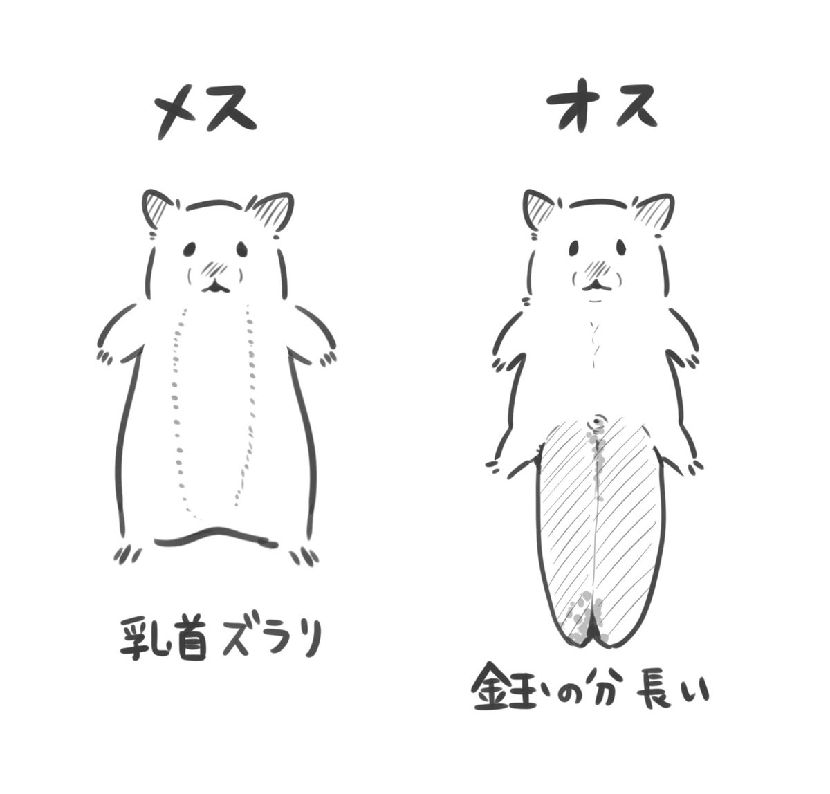 キンタマ 長い
