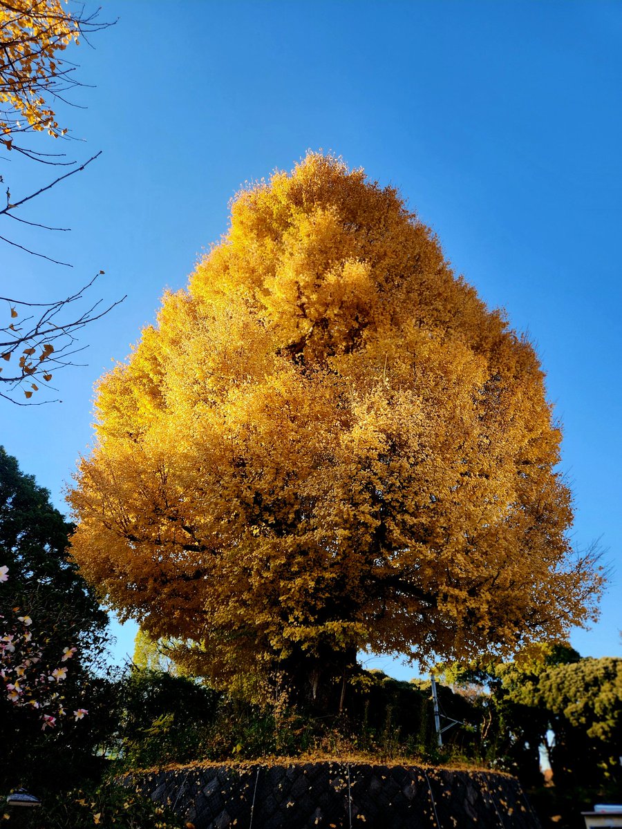 週末の乾門紅葉🍁一般公開に間に合えて良かったです🎶