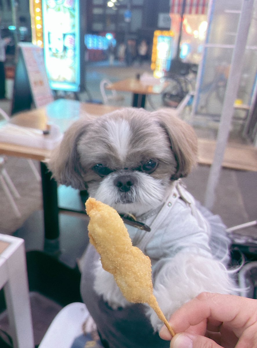 ☆受付☆シーズー お散歩♫ クン活🌿🍃🌱 楽しかったね🩷 #シーズー#シーズー最高