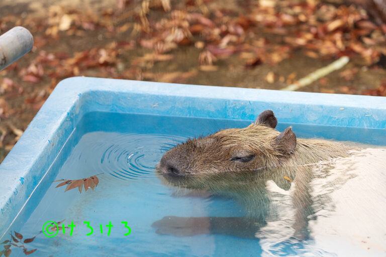 紅葉露天風呂パピコちゃん。 おやすみなさい。 #王子動物園 #カピバラ