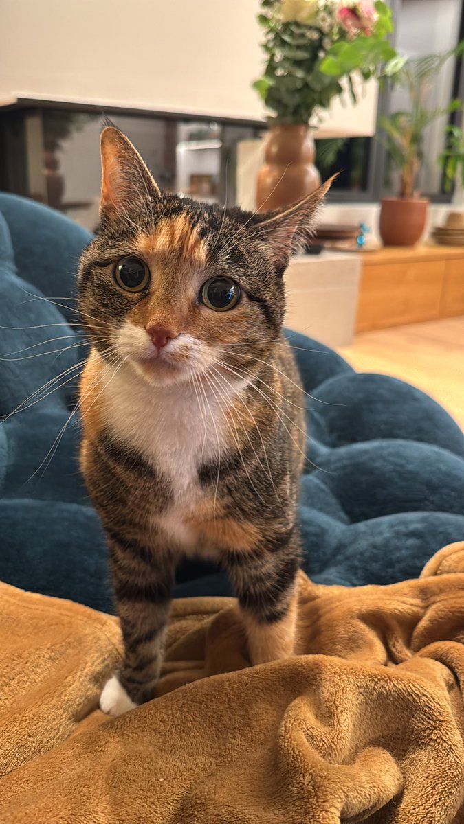 Tibo InShape tweet media