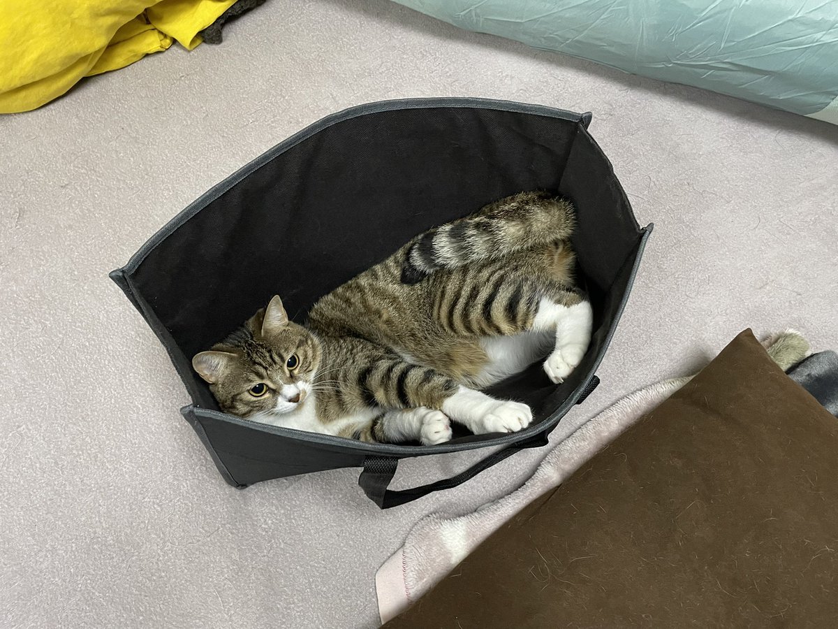 or(ｵｱ) (@or68552260) / Posts / X