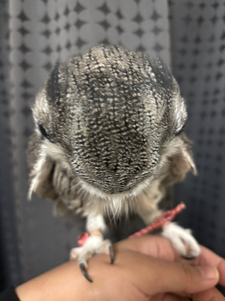 こねぎともえぎ (@konegi_owl) / Posts / X